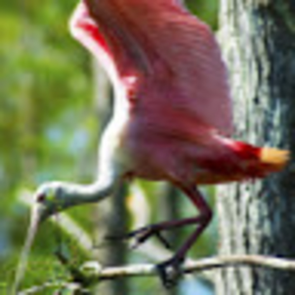 Meet your Posher, Dakota